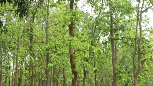 Intense forest Of Ilambazar CD block in Bolpur subdivision of Birbhum district in the Indian state of West Bengal. photo