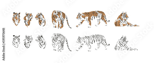 Photography Tiger vector safari africa animal in diferent style