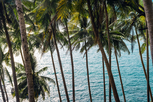 Fototapeta Naklejka Na Ścianę i Meble -  Tropical island,coconut and palm trees by the sea on the island