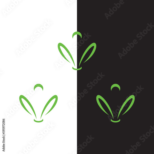 Fototapeta plant in a pot