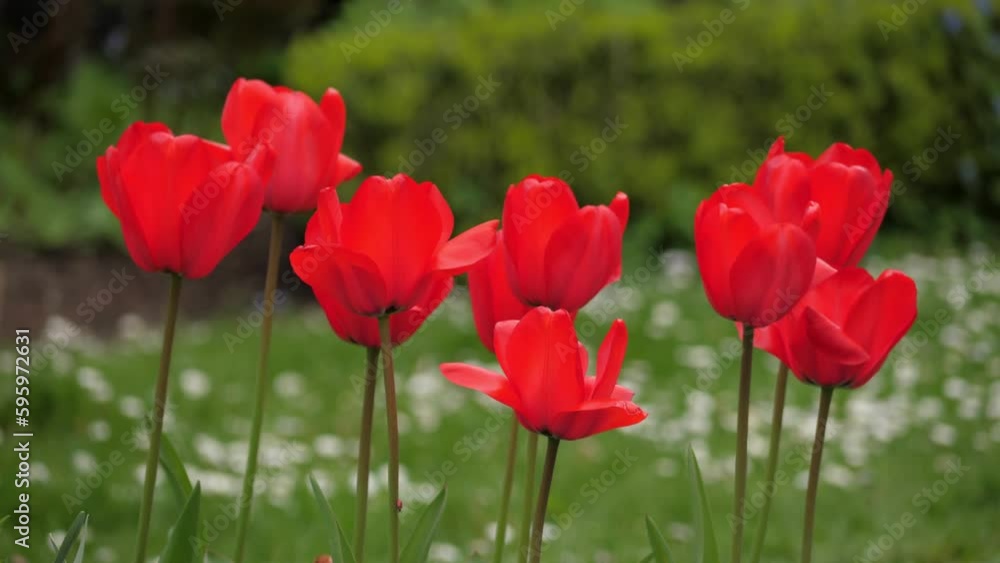 Red Tulips in bloom in spring, close up Red Tulips in bloom in spring, close up