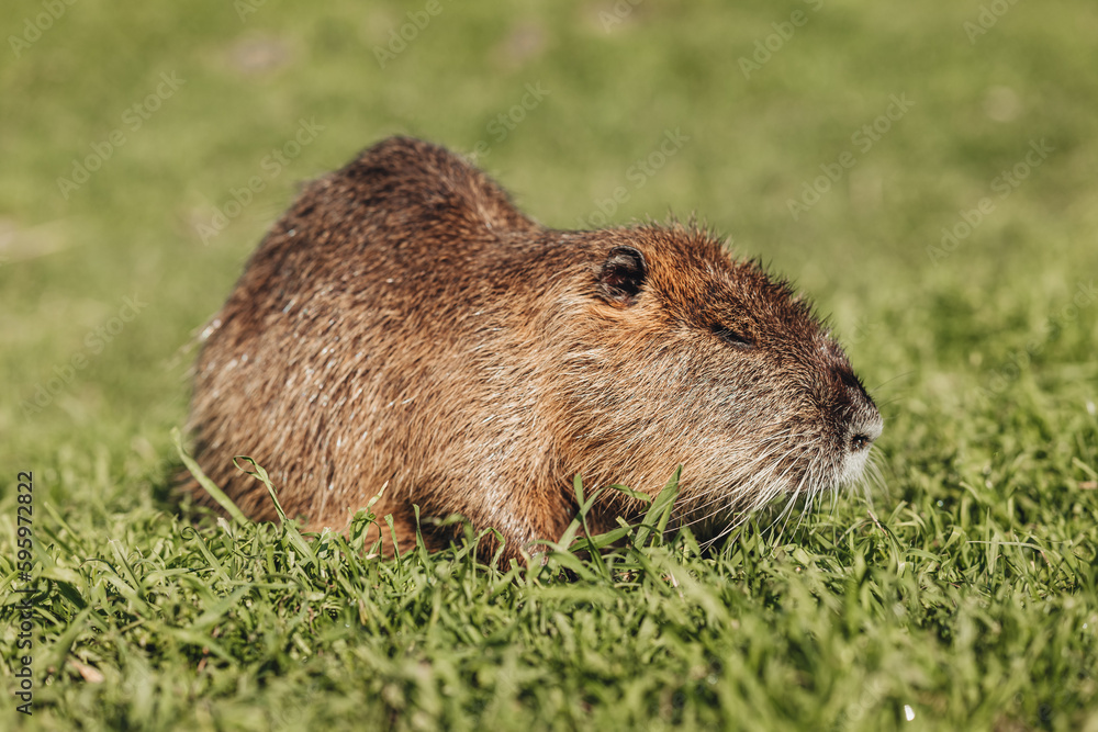 Portrait of a cute domestic beaver on the grass Portrait of a cute domestic beaver on the grass