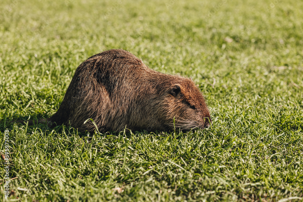 Portrait of a cute domestic beaver on the grass Portrait of a cute domestic beaver on the grass