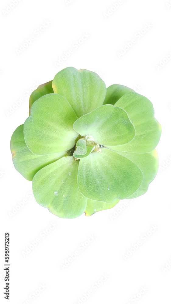 Green Clover Leaf Isolated on Transparent Background Green Clover Leaf Isolated on Transparent Background