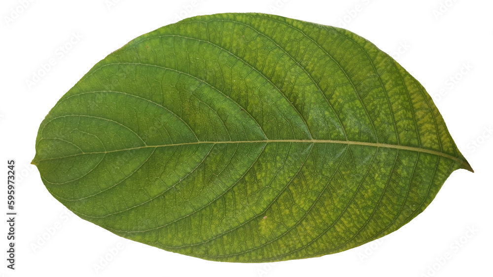 Obraz premium Dark Green Leaf Isolated on Transparent Background