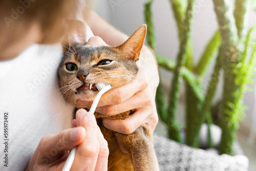 Obraz na płótnie Man in white t-shirt brushing cute blue Abyssinian cat's teeth at home