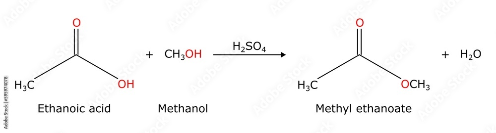 Dehydration Reaction Between Ethanoic Acid carboxylic Acid And dehydration-reaction-between-ethanoic-acid-carboxylic-acid-and