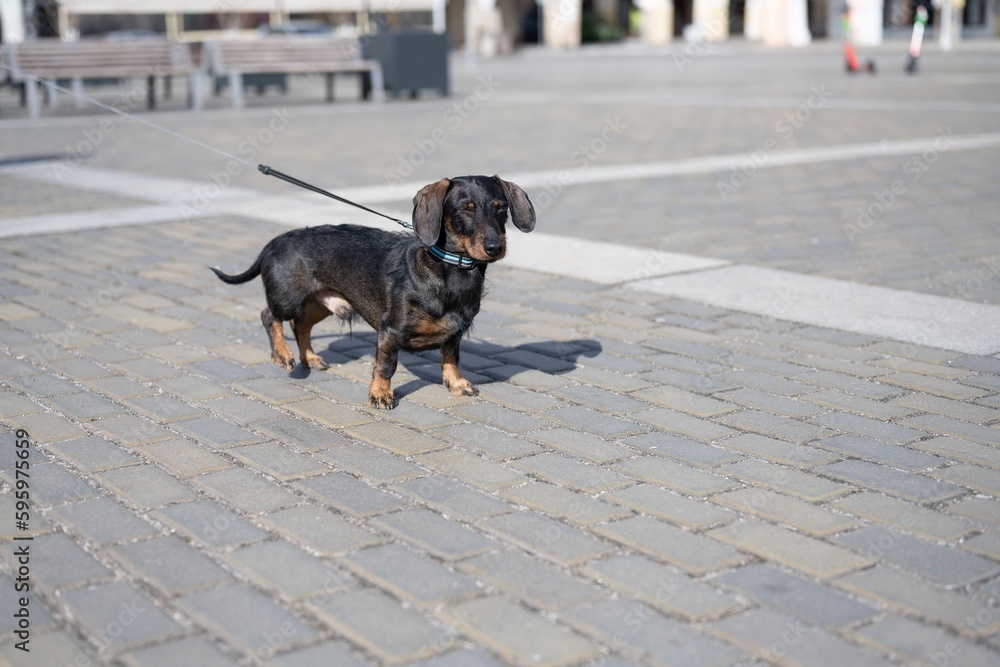 Short sausage dog cheap