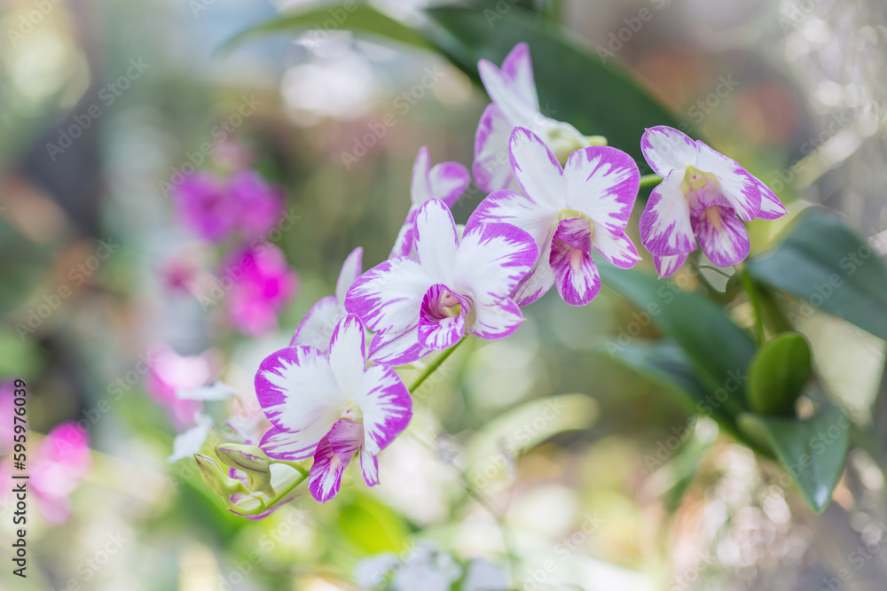 Blooming miniature pink Dendrobiums. Orchid inflorescence on a blurred background.