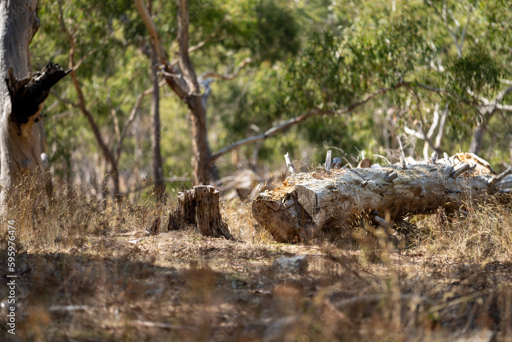 Trees and shrubs in the Australian bush forest. Gumtrees and native plants growing in Australia Trees and shrubs in the Australian bush forest. Gumtrees and native plants growing in Australia