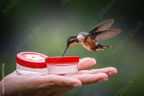 mulsant hummingbird female feeding on hand feeder