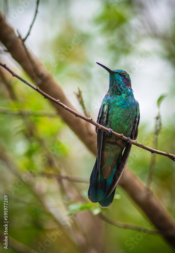 thalassinus hummingbird green emerald