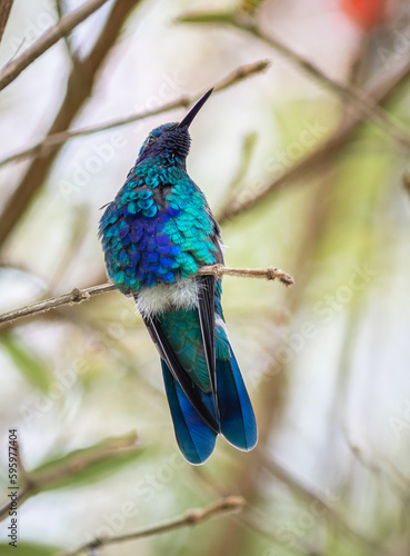 metal blue coruscans hummingbird   photo