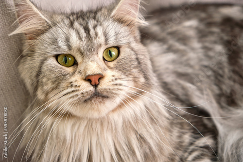 The fluffy cat lies on the windowsill and looks into the camera. A young Gray Maine Coon with yellow eyes.
