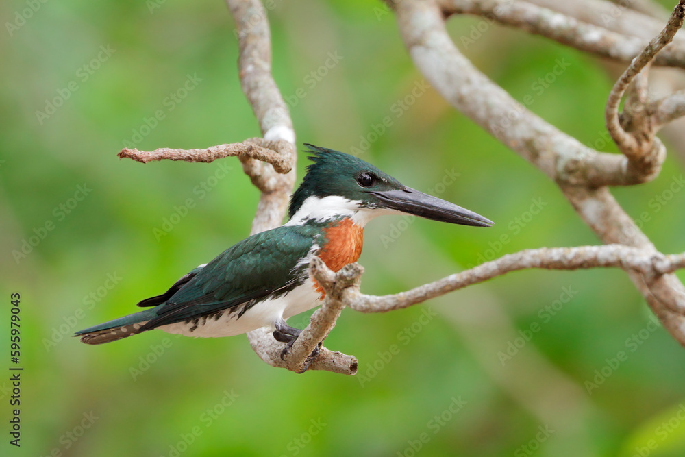 Amazon Kingfisher about to dive in river to catch fish Amazon Kingfisher about to dive in river to catch fish