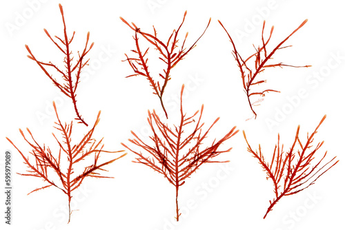 Red seaweed or rhodophyta branches set isolated transparent png. Red algae.