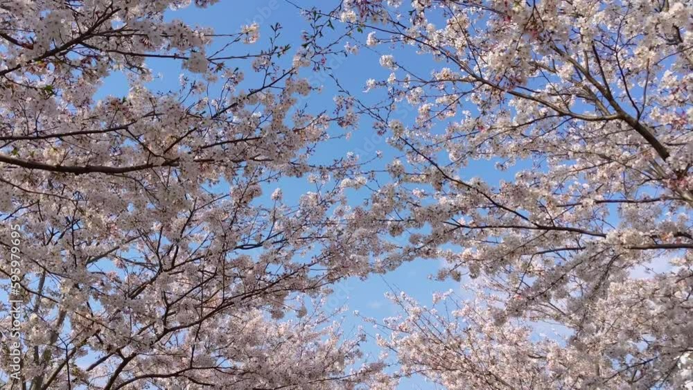 Walking along cherry blossom trees in full bloom Walking along cherry blossom trees in full bloom