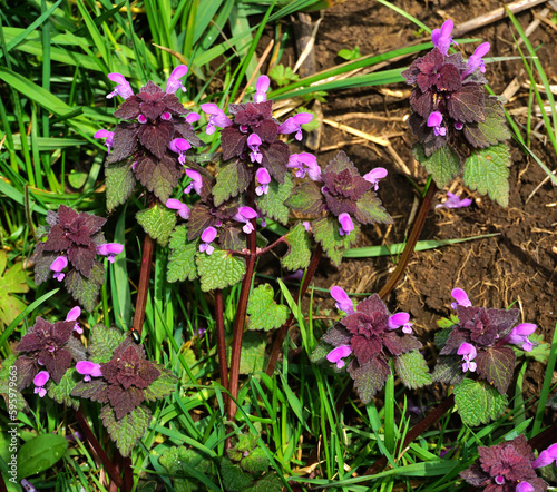 Purpurrote Taubnessel; Lamium purpureum; purple deadnettle; photo
