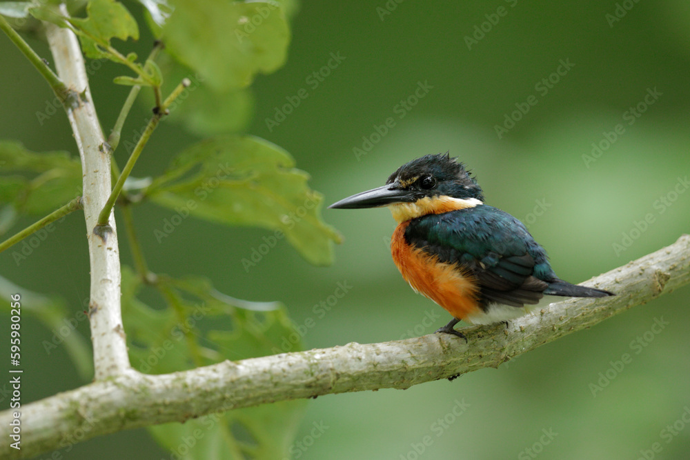 American Pygmy Kingfisher about to dive in river to catch fish American Pygmy Kingfisher about to dive in river to catch fish