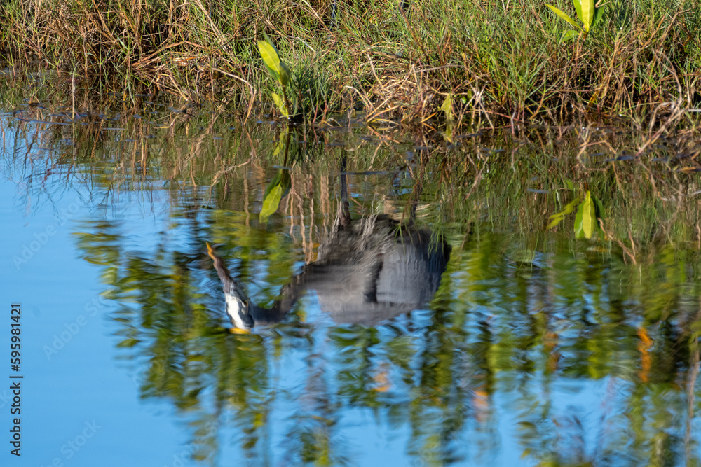 Blue heron reflection in the lagoon water Blue heron reflection in the lagoon water