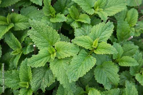 Mint, green peppermint leaves. Close up