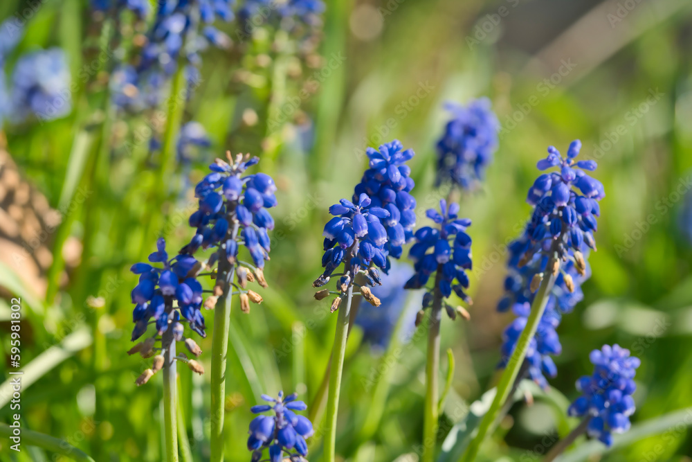macro photo of a grape hyacinth, Muscari Asparagaceae, macro photo of a grape hyacinth, Muscari Asparagaceae,