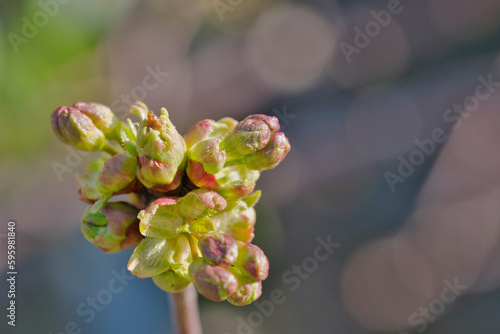 Fruit tree blossoms in spring, macro, close-up, apple, cherry, pear