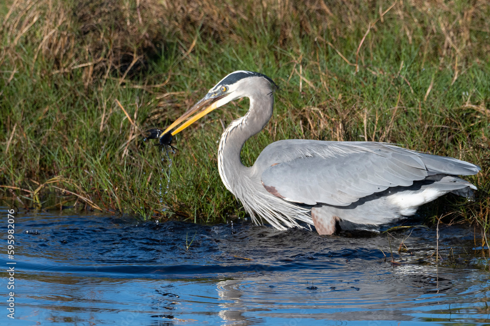 Blue heron feeding along the shore catching dinner Blue heron feeding along the shore catching dinner