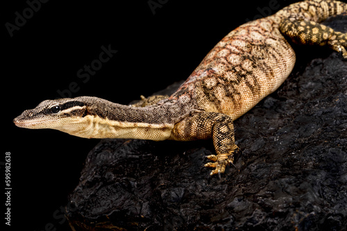 Kimberley rock monitor (Varanus glauerti)