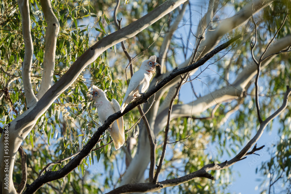 cockatoo and corella sitting on a branch in a gum tree in the bush in australia cockatoo and corella sitting on a branch in a gum tree in the bush in australia