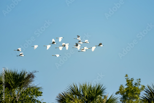 Flock of snowy egrets flying over the vegatation photo