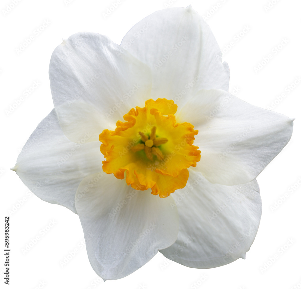 white daffodil on transparent background.