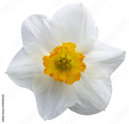 white daffodil on transparent background. (ID: 595983242)