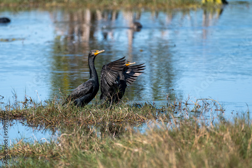 The cormorant's bill is hooked at the tip. The anhinga's bill comes to a sharp point.  photo