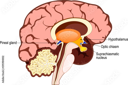 brain and regulation of circadian rhythms