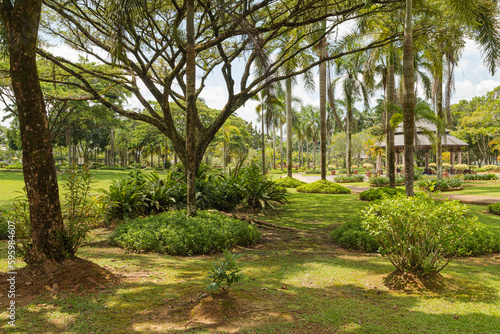 Fototapeta Naklejka Na Ścianę i Meble -  Palm collection in сity park in Kuching, Malaysia, tropical garden with large trees and lawns.