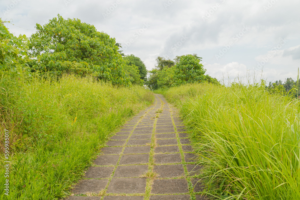 Campuhan ridge walk, Bali, Indonesia, track on the hill with grass, large trees, jungle and rice fields. Campuhan ridge walk, Bali, Indonesia, track on the hill with grass, large trees, jungle and rice fields.