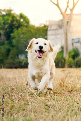 Photography Retrato de perro corriendo