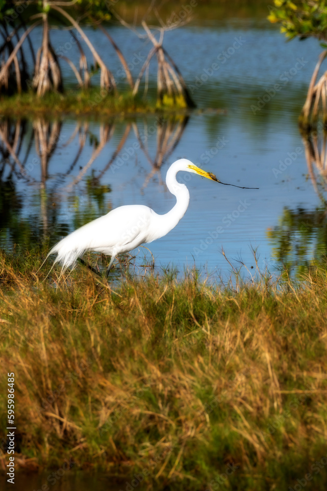 Great Egret - The graceful, all-white Great Egret stands over 3 feet tall, with a lissome, S-curved neck, dagger-like yellow bill, and long black legs. Great Egret - The graceful, all-white Great Egret stands over 3 feet tall, with a lissome, S-curved neck, dagger-like yellow bill, and long black legs.