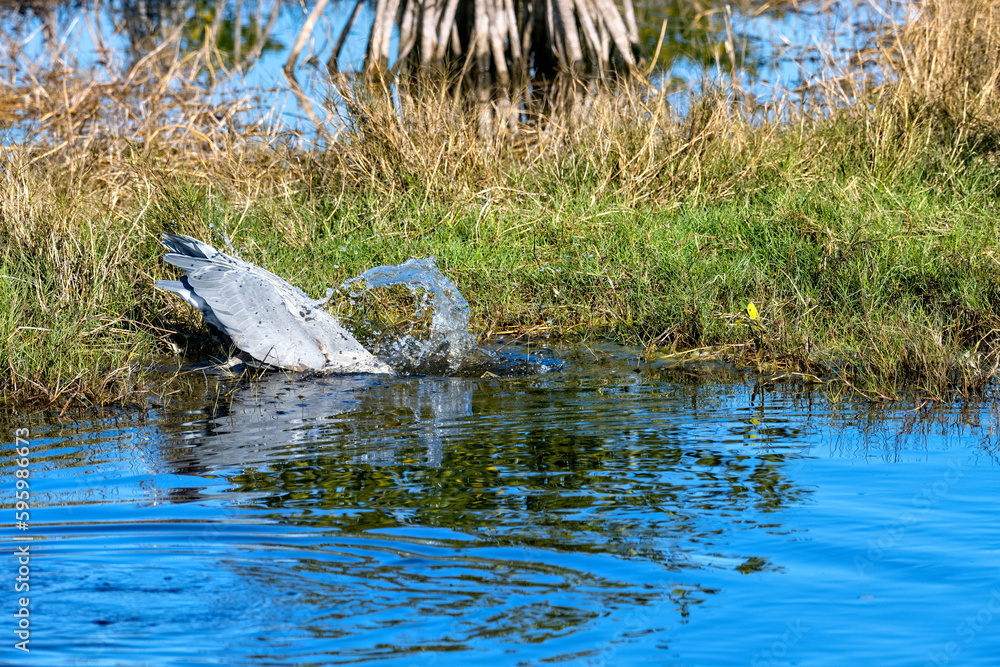 Great Blue Heron making a splash diving deep for his food Great Blue Heron making a splash diving deep for his food