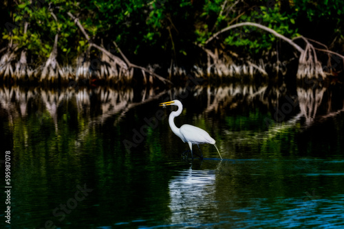 Great egret with dinner in his bills