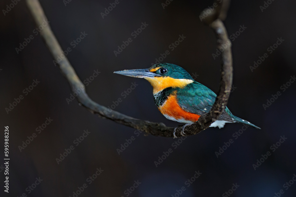 Obraz premium American Pygmy Kingfisher about to dive in river to catch fish