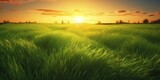 summer or spring Green Grass Background With Sunset Views
