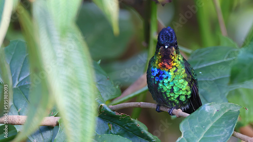 Fiery-throated hummingbird, shining hummingbird of Costa Rica