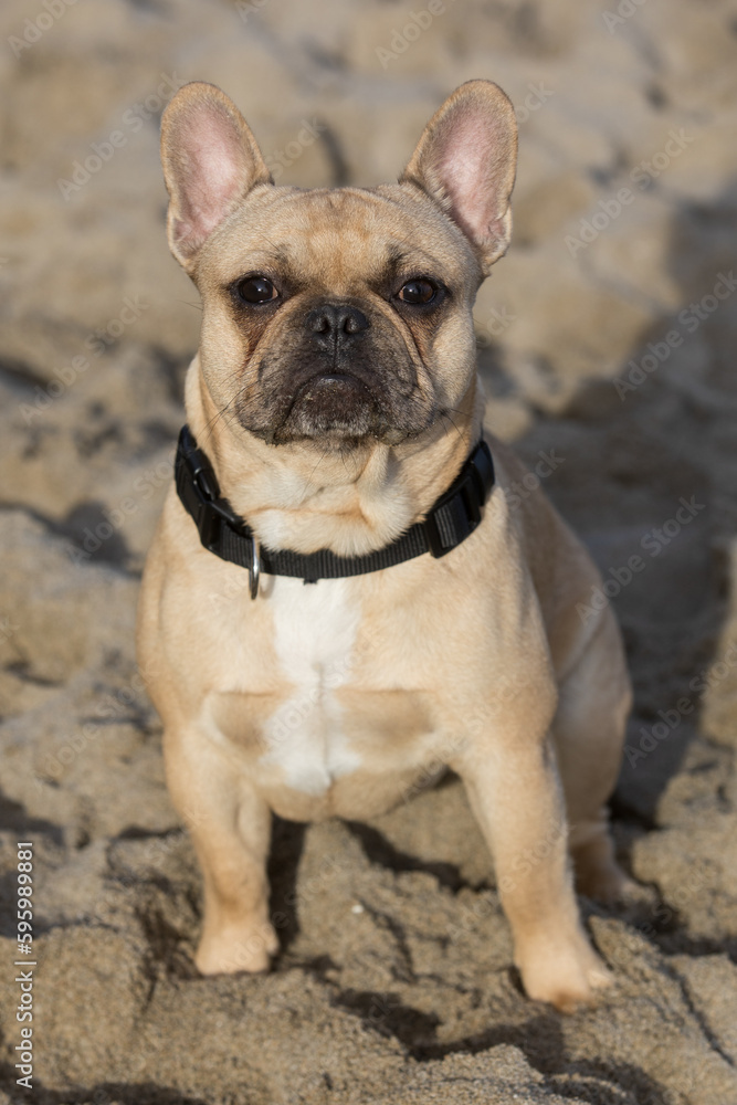 10-Months-Old Fawn Frenchie male at the beach.