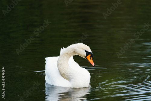 Fototapeta Naklejka Na Ścianę i Meble -  Close-up of a swan on lake