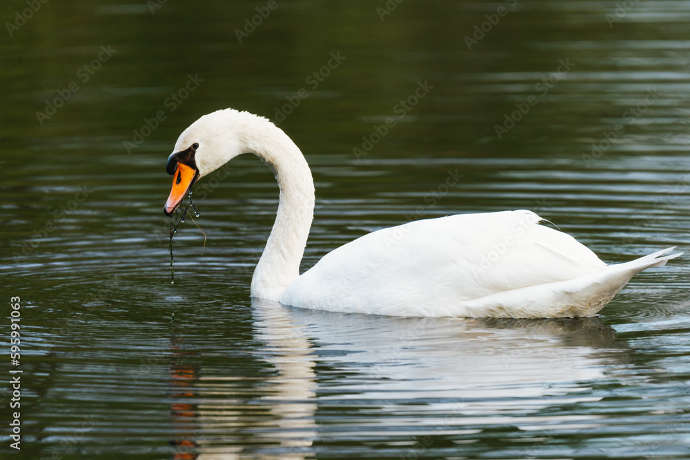 Close-up of a swan on lake Close-up of a swan on lake