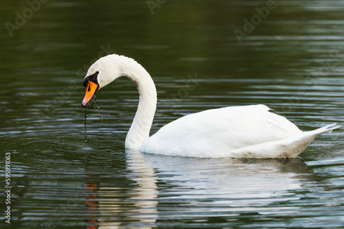 Close-up of a swan on lake