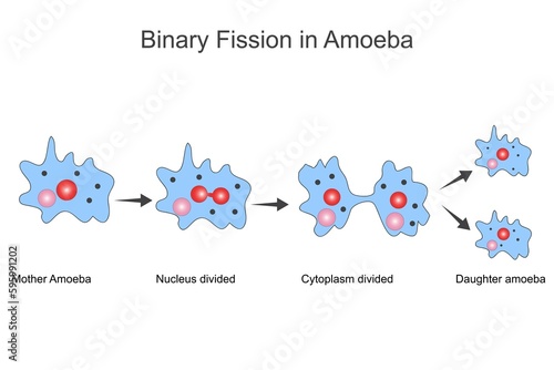 Binary fission in amoeba.Unicelluar animal with pseudopods that lives in fresh water. vector illustration for medical, educational and science use.