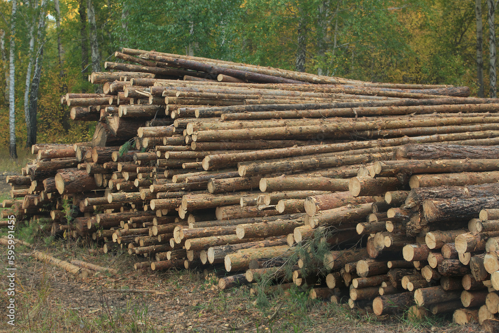 Pine logs in the forest in summer